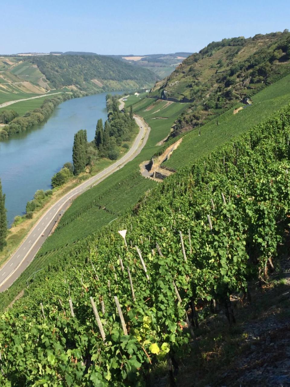 Weingut & Gaestehaus Edwin Hoffmann Trittenheim Kültér fotó